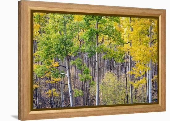 Aspen Grove in Santa Fe National Forest in Autumn-forestpath-Framed Premier Image Canvas