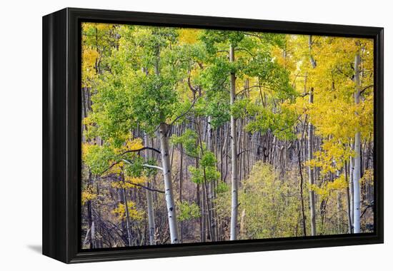 Aspen Grove in Santa Fe National Forest in Autumn-forestpath-Framed Premier Image Canvas