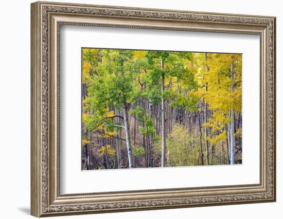 Aspen Grove in Santa Fe National Forest in Autumn-forestpath-Framed Photographic Print