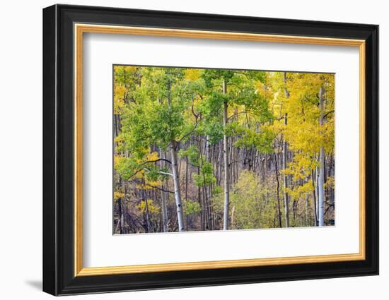 Aspen Grove in Santa Fe National Forest in Autumn-forestpath-Framed Photographic Print