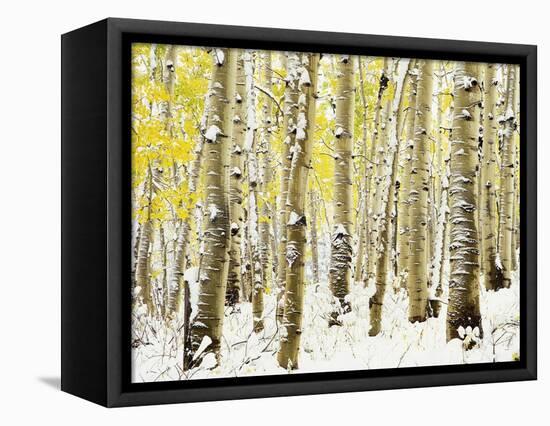 Aspen Grove in Winter-Darrell Gulin-Framed Premier Image Canvas