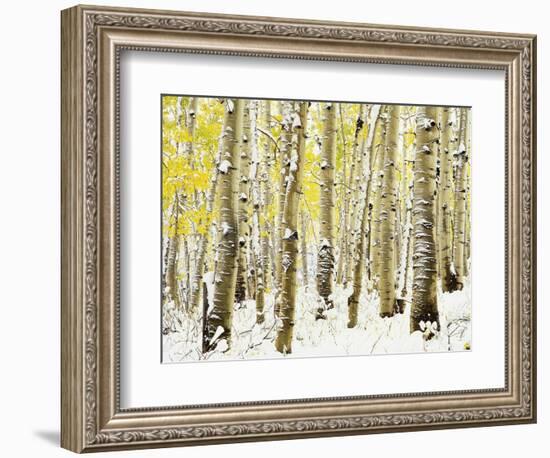 Aspen Grove in Winter-Darrell Gulin-Framed Photographic Print