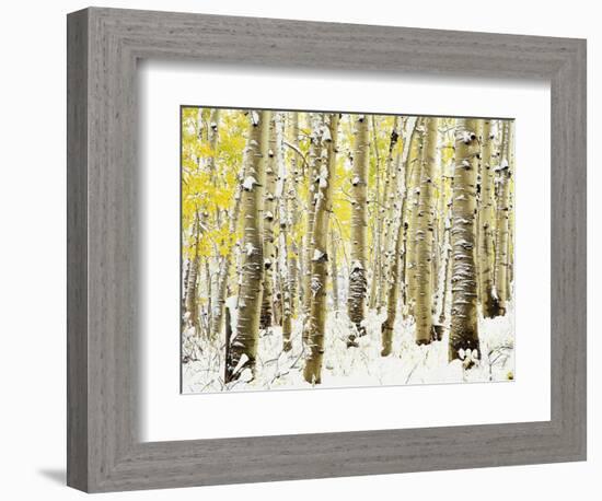 Aspen Grove in Winter-Darrell Gulin-Framed Photographic Print