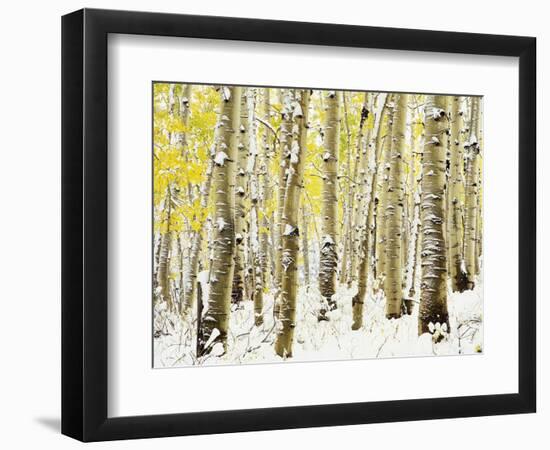Aspen Grove in Winter-Darrell Gulin-Framed Photographic Print