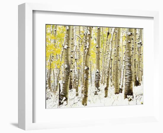 Aspen Grove in Winter-Darrell Gulin-Framed Photographic Print