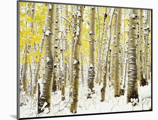 Aspen Grove in Winter-Darrell Gulin-Mounted Photographic Print