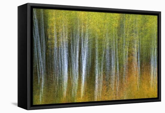 Aspen Grove Lining Mcclure Pass-Darrell Gulin-Framed Premier Image Canvas