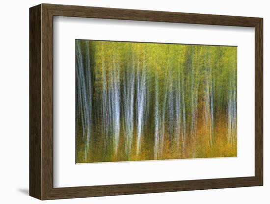 Aspen Grove Lining Mcclure Pass-Darrell Gulin-Framed Photographic Print