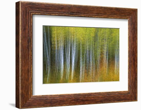 Aspen Grove Lining Mcclure Pass-Darrell Gulin-Framed Photographic Print