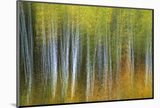 Aspen Grove Lining Mcclure Pass-Darrell Gulin-Mounted Photographic Print