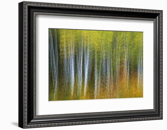 Aspen Grove Lining Mcclure Pass-Darrell Gulin-Framed Photographic Print