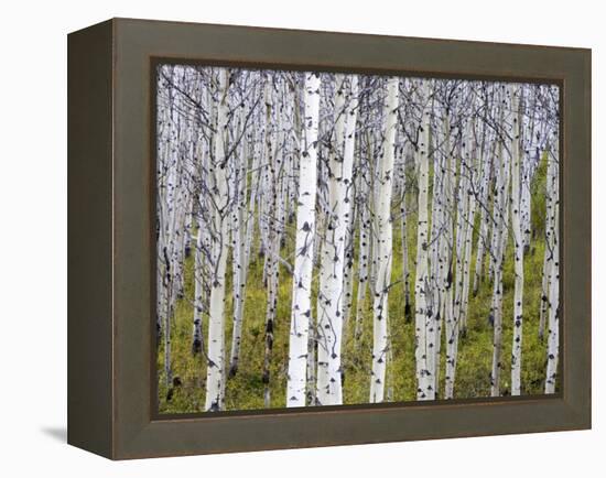 Aspen Grove near East Glacier, Montana, USA-Chuck Haney-Framed Premier Image Canvas