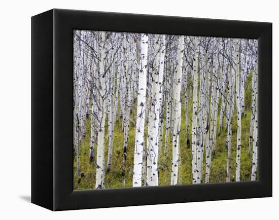 Aspen Grove near East Glacier, Montana, USA-Chuck Haney-Framed Premier Image Canvas