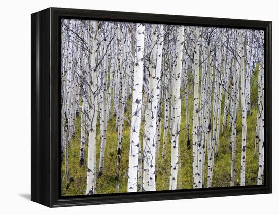 Aspen Grove near East Glacier, Montana, USA-Chuck Haney-Framed Premier Image Canvas