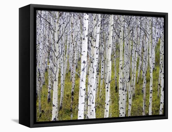 Aspen Grove near East Glacier, Montana, USA-Chuck Haney-Framed Premier Image Canvas