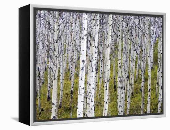 Aspen Grove near East Glacier, Montana, USA-Chuck Haney-Framed Premier Image Canvas