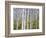 Aspen Grove near East Glacier, Montana, USA-Chuck Haney-Framed Photographic Print