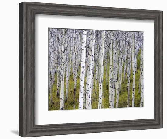 Aspen Grove near East Glacier, Montana, USA-Chuck Haney-Framed Photographic Print