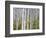 Aspen Grove near East Glacier, Montana, USA-Chuck Haney-Framed Photographic Print