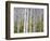 Aspen Grove near East Glacier, Montana, USA-Chuck Haney-Framed Photographic Print