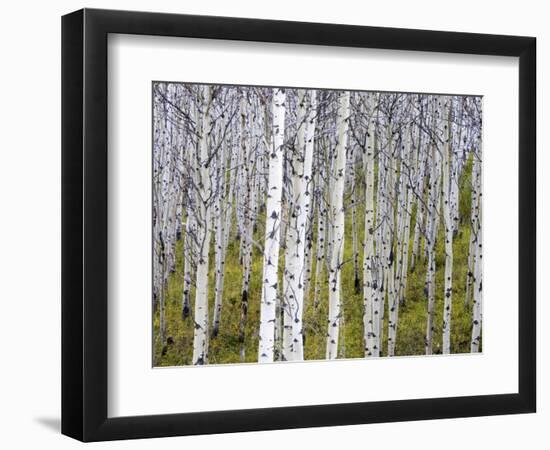 Aspen Grove near East Glacier, Montana, USA-Chuck Haney-Framed Photographic Print