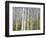 Aspen Grove near East Glacier, Montana, USA-Chuck Haney-Framed Photographic Print