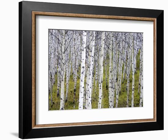 Aspen Grove near East Glacier, Montana, USA-Chuck Haney-Framed Photographic Print