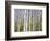 Aspen Grove near East Glacier, Montana, USA-Chuck Haney-Framed Photographic Print