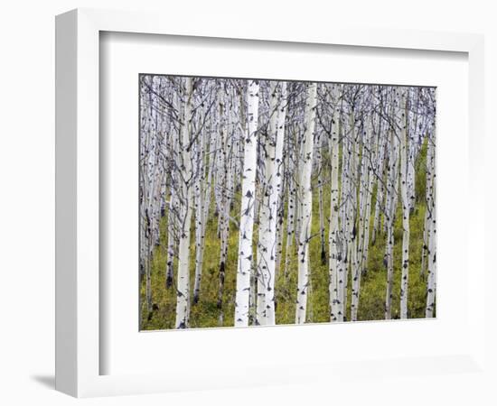 Aspen Grove near East Glacier, Montana, USA-Chuck Haney-Framed Photographic Print