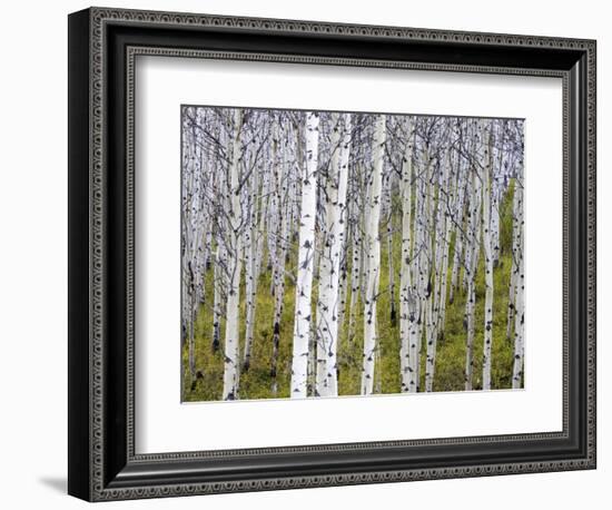 Aspen Grove near East Glacier, Montana, USA-Chuck Haney-Framed Photographic Print