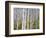 Aspen Grove near East Glacier, Montana, USA-Chuck Haney-Framed Photographic Print