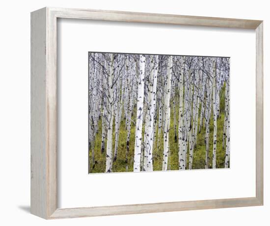 Aspen Grove near East Glacier, Montana, USA-Chuck Haney-Framed Photographic Print