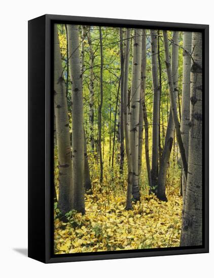 Aspen grove, Okanogan National Forest, Washington, USA-Charles Gurche-Framed Premier Image Canvas