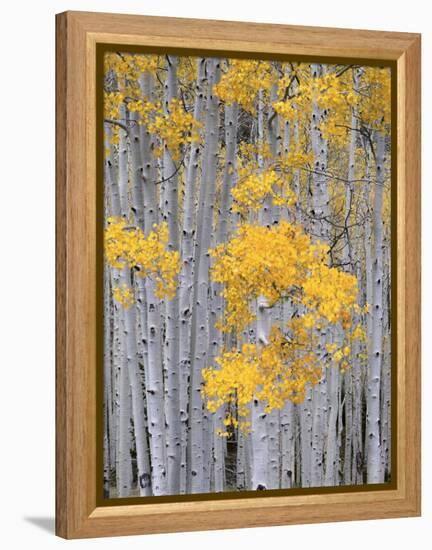 Aspen Grove on Fish Lake Plateau, Fishlake National Forest, Utah, USA-Scott T^ Smith-Framed Premier Image Canvas