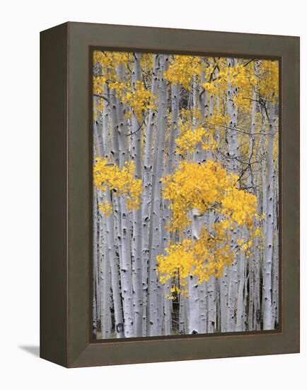 Aspen Grove on Fish Lake Plateau, Fishlake National Forest, Utah, USA-Scott T^ Smith-Framed Premier Image Canvas