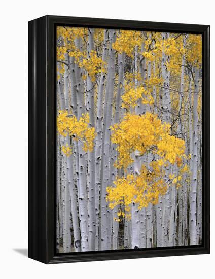 Aspen Grove on Fish Lake Plateau, Fishlake National Forest, Utah, USA-Scott T^ Smith-Framed Premier Image Canvas