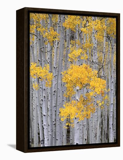 Aspen Grove on Fish Lake Plateau, Fishlake National Forest, Utah, USA-Scott T^ Smith-Framed Premier Image Canvas
