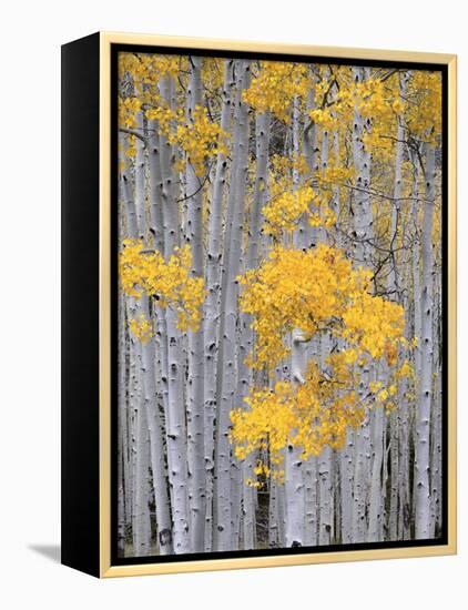 Aspen Grove on Fish Lake Plateau, Fishlake National Forest, Utah, USA-Scott T^ Smith-Framed Premier Image Canvas