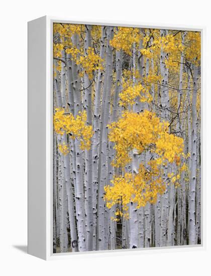 Aspen Grove on Fish Lake Plateau, Fishlake National Forest, Utah, USA-Scott T^ Smith-Framed Premier Image Canvas