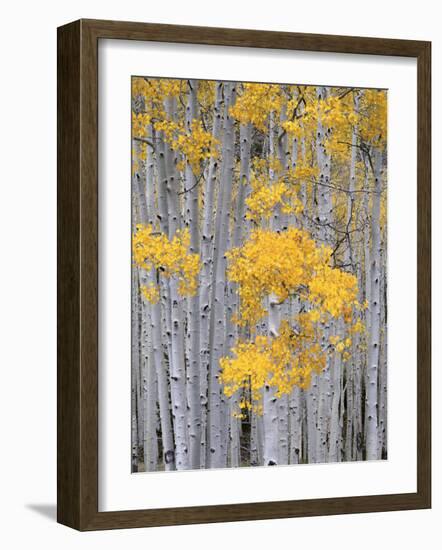 Aspen Grove on Fish Lake Plateau, Fishlake National Forest, Utah, USA-Scott T^ Smith-Framed Photographic Print