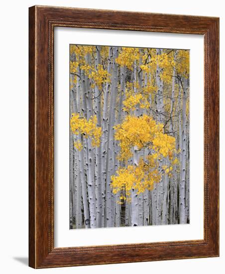 Aspen Grove on Fish Lake Plateau, Fishlake National Forest, Utah, USA-Scott T^ Smith-Framed Photographic Print