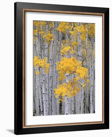 Aspen Grove on Fish Lake Plateau, Fishlake National Forest, Utah, USA-Scott T^ Smith-Framed Photographic Print