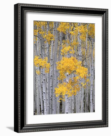 Aspen Grove on Fish Lake Plateau, Fishlake National Forest, Utah, USA-Scott T^ Smith-Framed Photographic Print