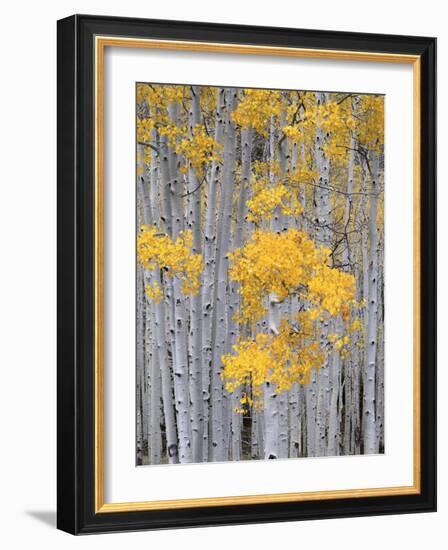 Aspen Grove on Fish Lake Plateau, Fishlake National Forest, Utah, USA-Scott T^ Smith-Framed Photographic Print