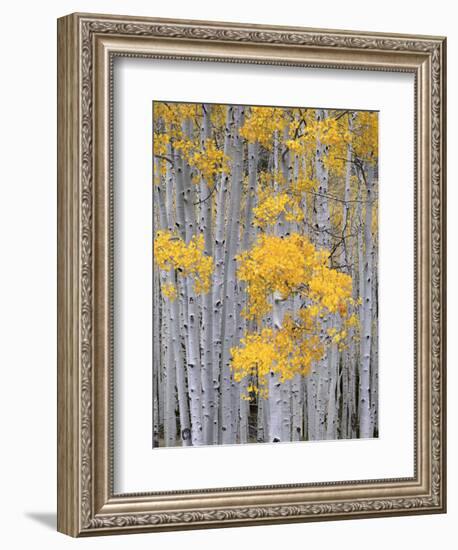 Aspen Grove on Fish Lake Plateau, Fishlake National Forest, Utah, USA-Scott T^ Smith-Framed Photographic Print