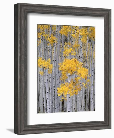 Aspen Grove on Fish Lake Plateau, Fishlake National Forest, Utah, USA-Scott T^ Smith-Framed Photographic Print