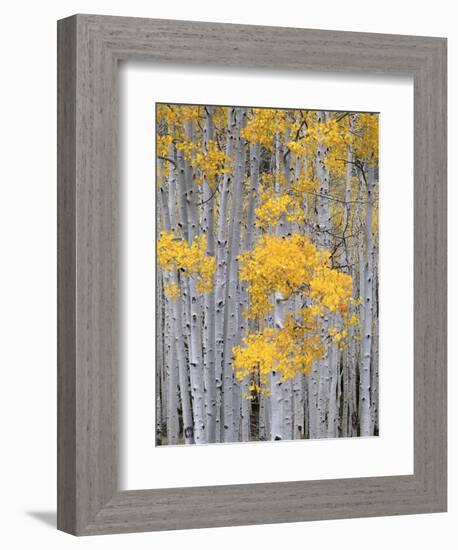 Aspen Grove on Fish Lake Plateau, Fishlake National Forest, Utah, USA-Scott T^ Smith-Framed Photographic Print