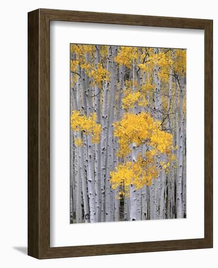 Aspen Grove on Fish Lake Plateau, Fishlake National Forest, Utah, USA-Scott T^ Smith-Framed Photographic Print