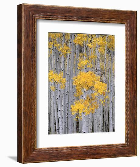 Aspen Grove on Fish Lake Plateau, Fishlake National Forest, Utah, USA-Scott T^ Smith-Framed Photographic Print