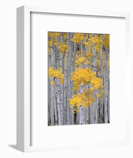 Aspen Grove on Fish Lake Plateau, Fishlake National Forest, Utah, USA-Scott T^ Smith-Framed Photographic Print